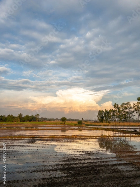 Fototapeta Serene Evening Rice Paddy with Dramatic Clouds.
