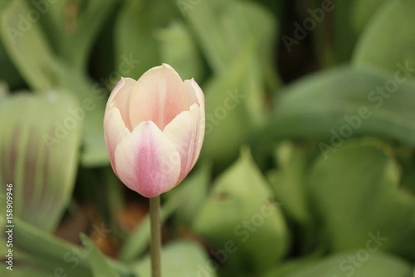 Obraz Tulip