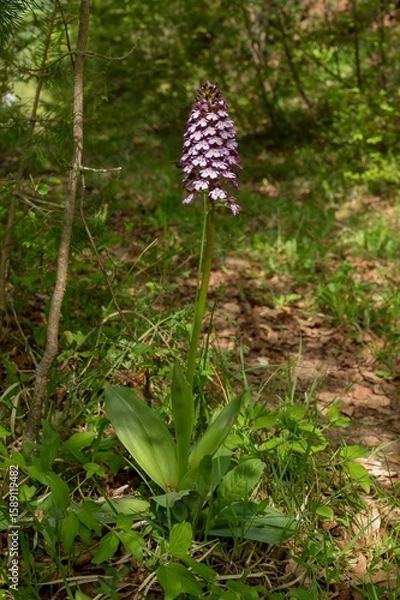 Obraz Orchis purpurea