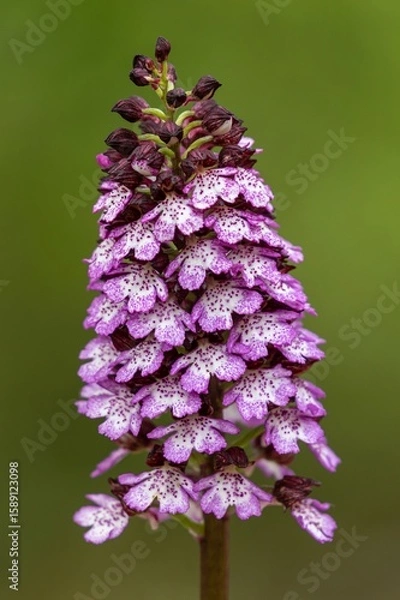 Obraz Orchis purpurea