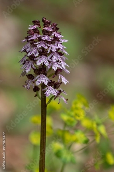 Obraz Orchis purpurea