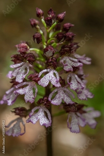Fototapeta Orchis purpurea