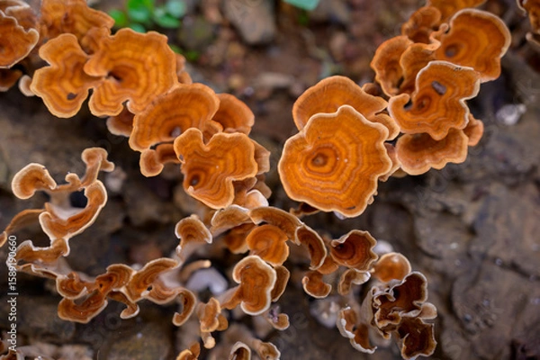 Obraz Auricularia auricula judae
