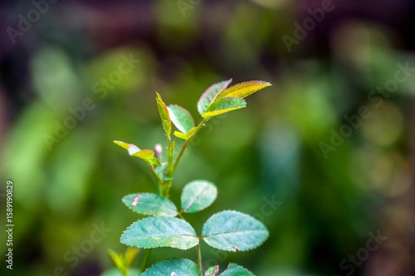 Obraz Rose flower leaves
