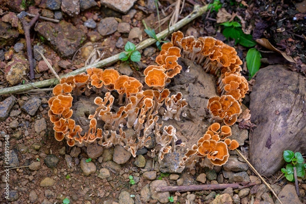 Obraz Auricularia auricula judae
