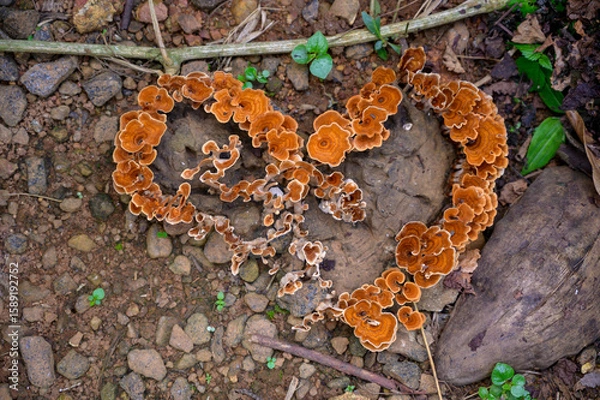 Obraz Auricularia auricula judae