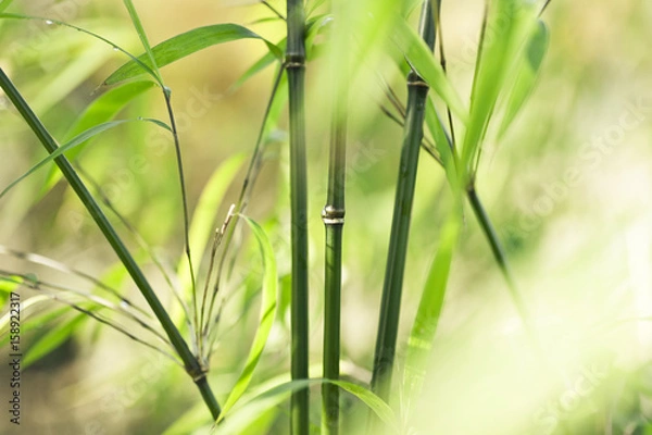 Fototapeta Green bamboo background