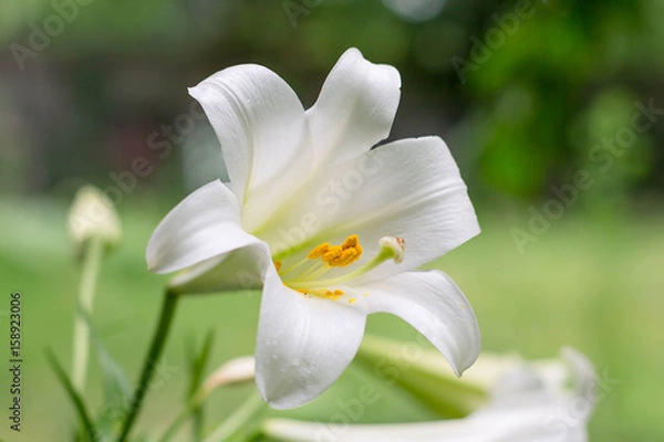 Obraz Easter Lily