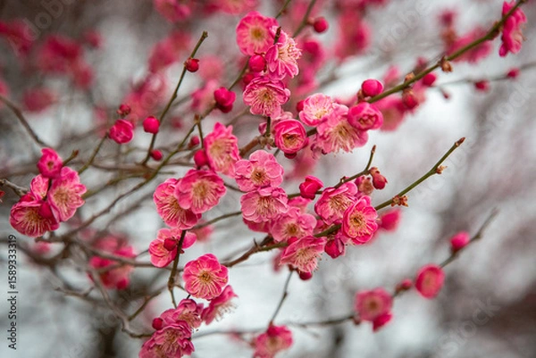 Fototapeta 홍매화