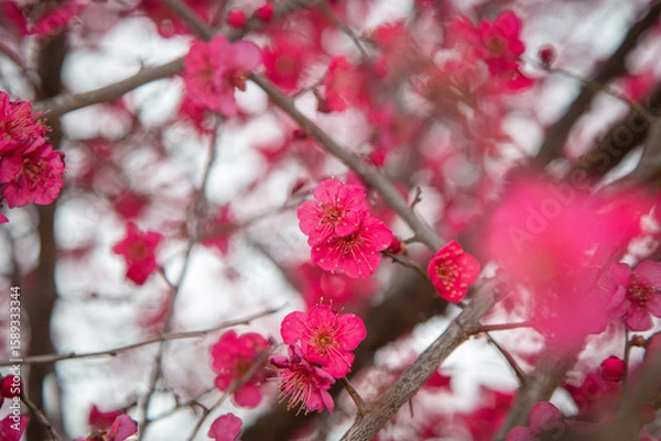 Fototapeta 홍매화