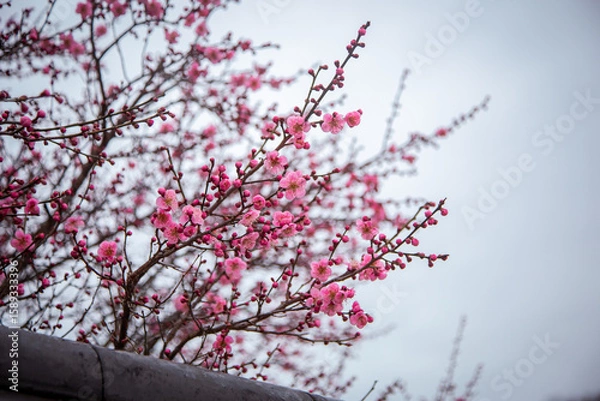 Fototapeta 홍매화