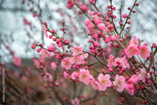 Fototapeta 홍매화