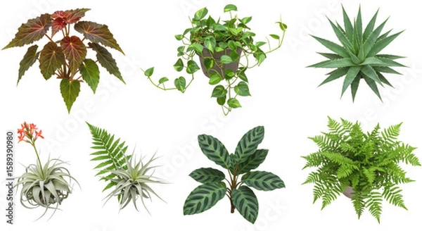 Fototapeta Photo of a diverse collection of lush plants, including ferns, succulents, and airplants, isolated on transparent background