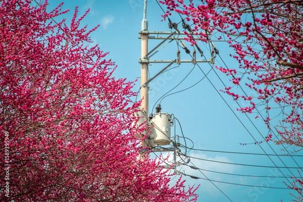 Fototapeta 봄꽃 나무