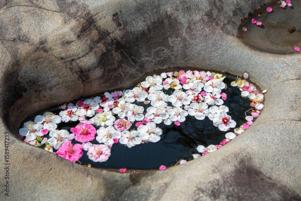 Fototapeta 매화나무