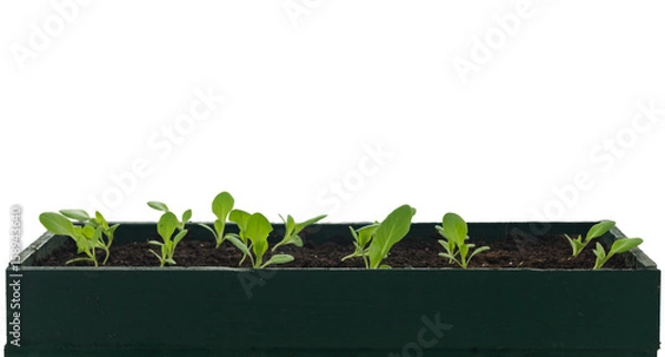 Obraz Anzucht Pflanzen