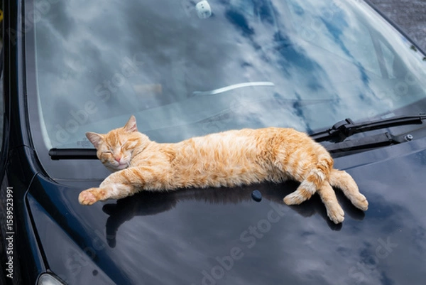 Fototapeta Full-body view of ginger cat sleeping on black car hood under daylight. Relaxed street animal enjoying warmth, cozy urban moment and peaceful feline behavior outdoors