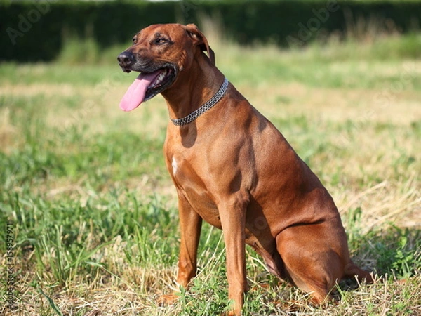 Fototapeta rhodesian