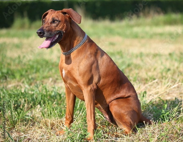 Fototapeta rhodesian