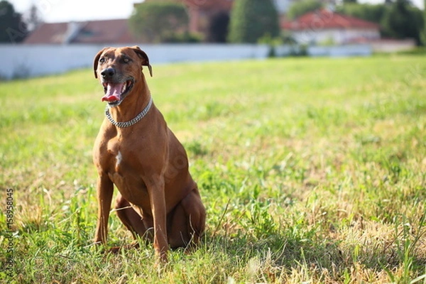 Fototapeta rhodesian