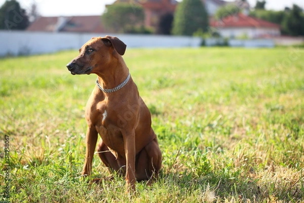 Fototapeta rhodesian