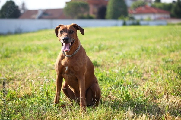 Fototapeta rhodesian