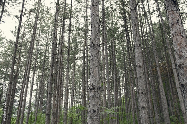 Fototapeta Inside Deep Dark Pine Tree Forest 