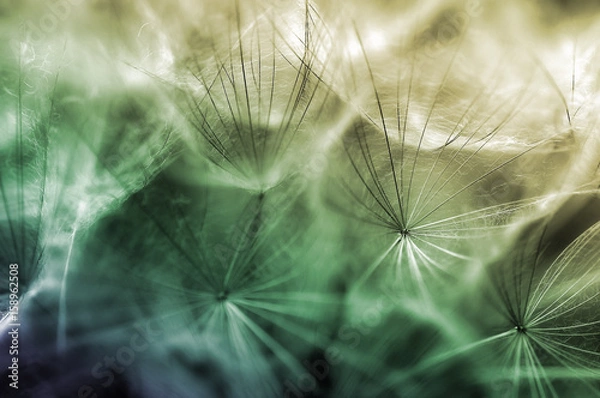 Fototapeta Dandelion abstract background