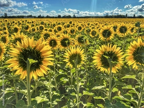 Obraz Champ de tournesols en été 