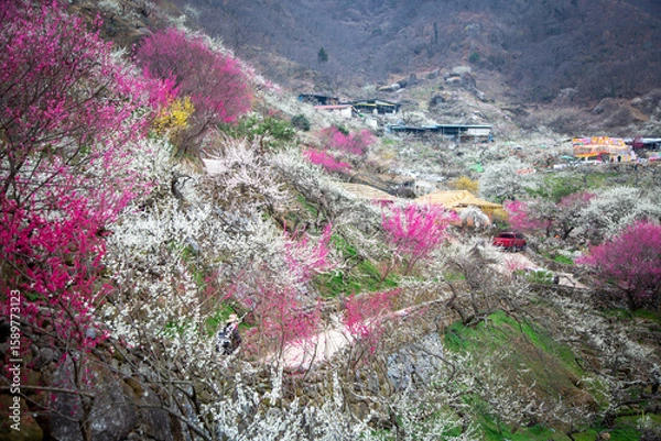 Obraz 광양매화마을