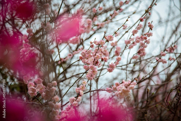 Obraz 광양매화마을