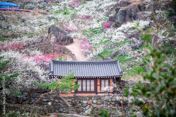 Fototapeta 광양매화마을