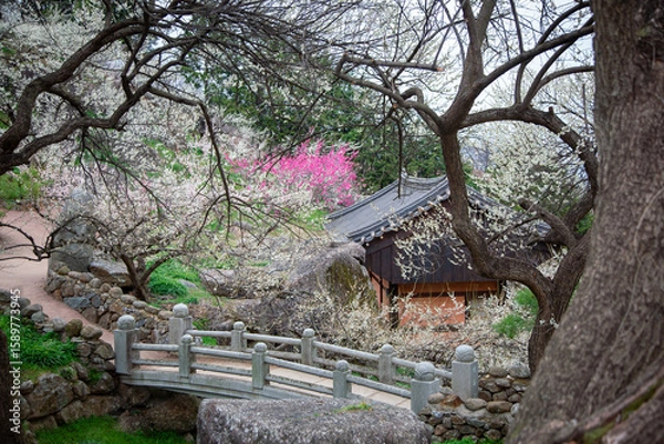 Obraz 광양매화마을