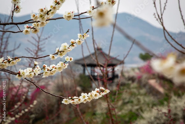 Obraz 광양매화마을