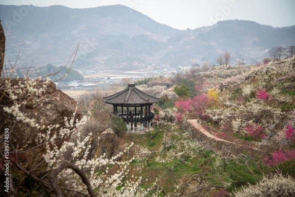 Obraz 광양매화마을