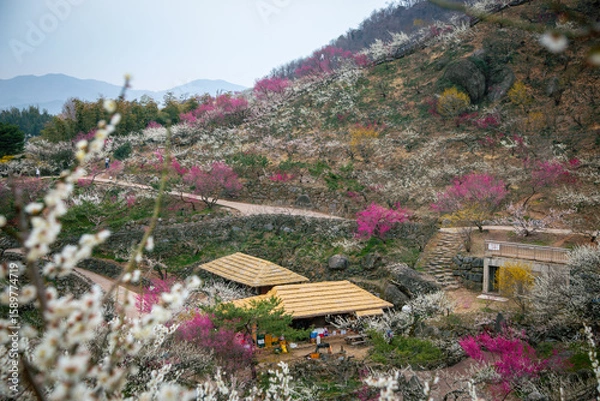 Obraz 광양매화마을