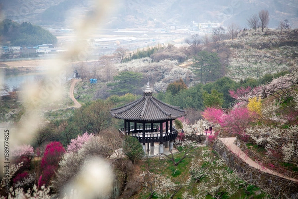 Obraz 광양매화마을