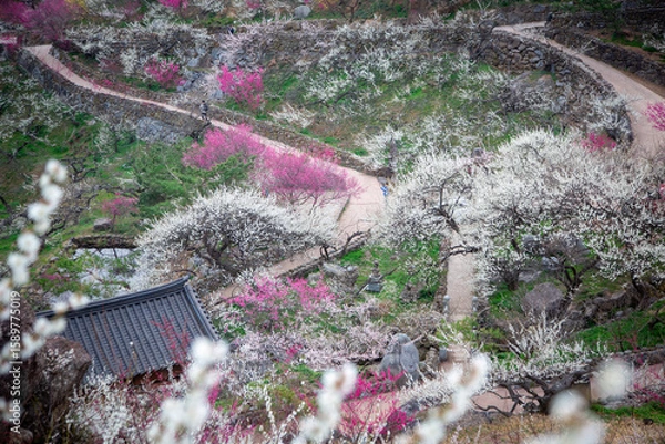 Fototapeta 광양매화마을