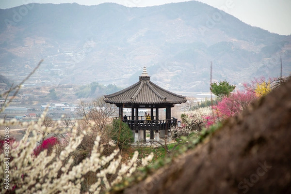 Fototapeta 광양매화마을