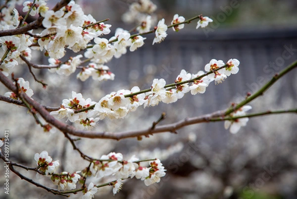 Obraz 광양매화마을