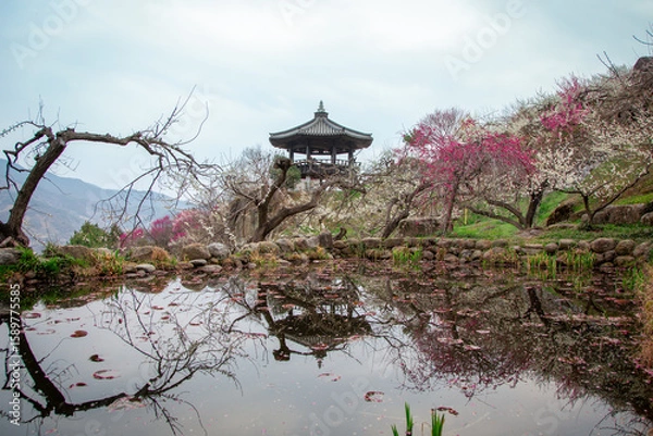 Fototapeta 광양매화마을