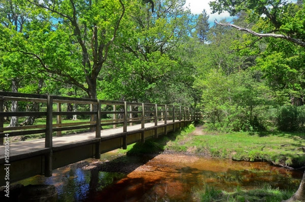 Obraz small bridge in forest