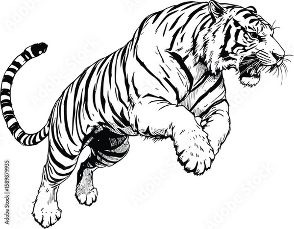 Fototapeta A black and white illustration of a tiger leaping forward with an aggressive expression on its face