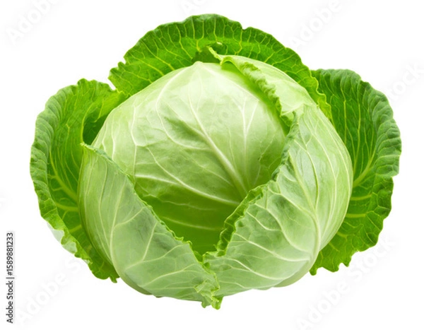 Obraz Fresh Organic Green Cabbage, isolated on a transparent background