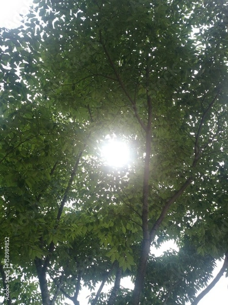 Obraz Sunshine