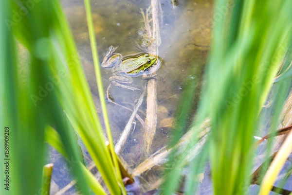 Fototapeta Frosch im Teich