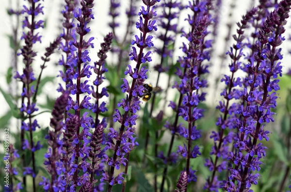 Obraz Hain Salbei mit Biene