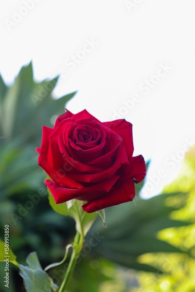 Obraz Vibrant red rose in bloom, with dense, velvety petals. The slender green stem bends slightly, while the background is a soft blur of light tones and green vegetation