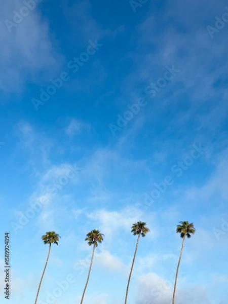 Fototapeta Tall palm trees in a blue sky
