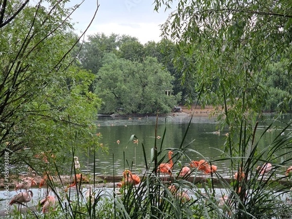 Fototapeta Flamingos Resting by a Tranquil Lake. Group of flamingos standing and wading near a peaceful lake surrounded by lush green trees and tall grasses in nature